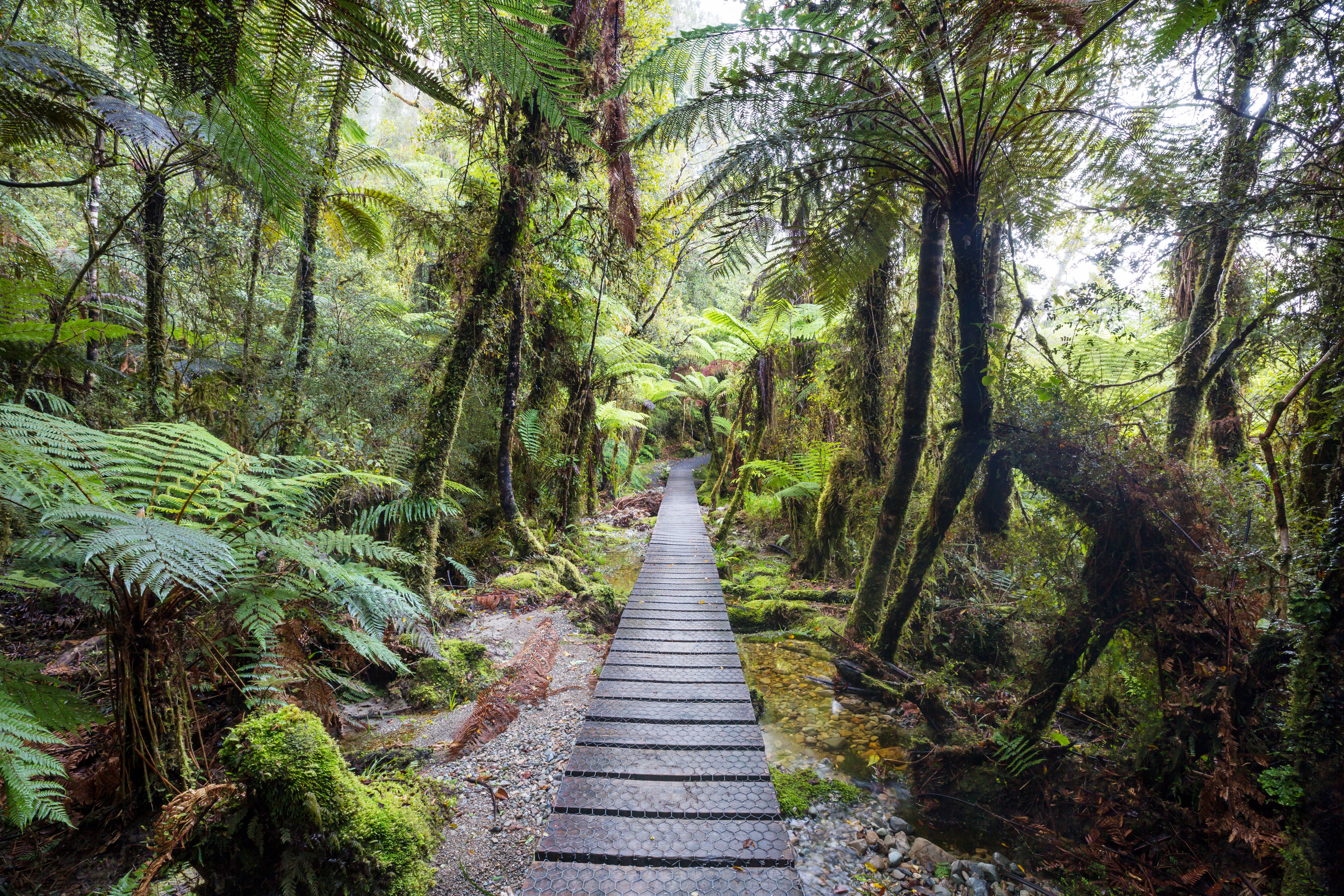 New Zealand Forest