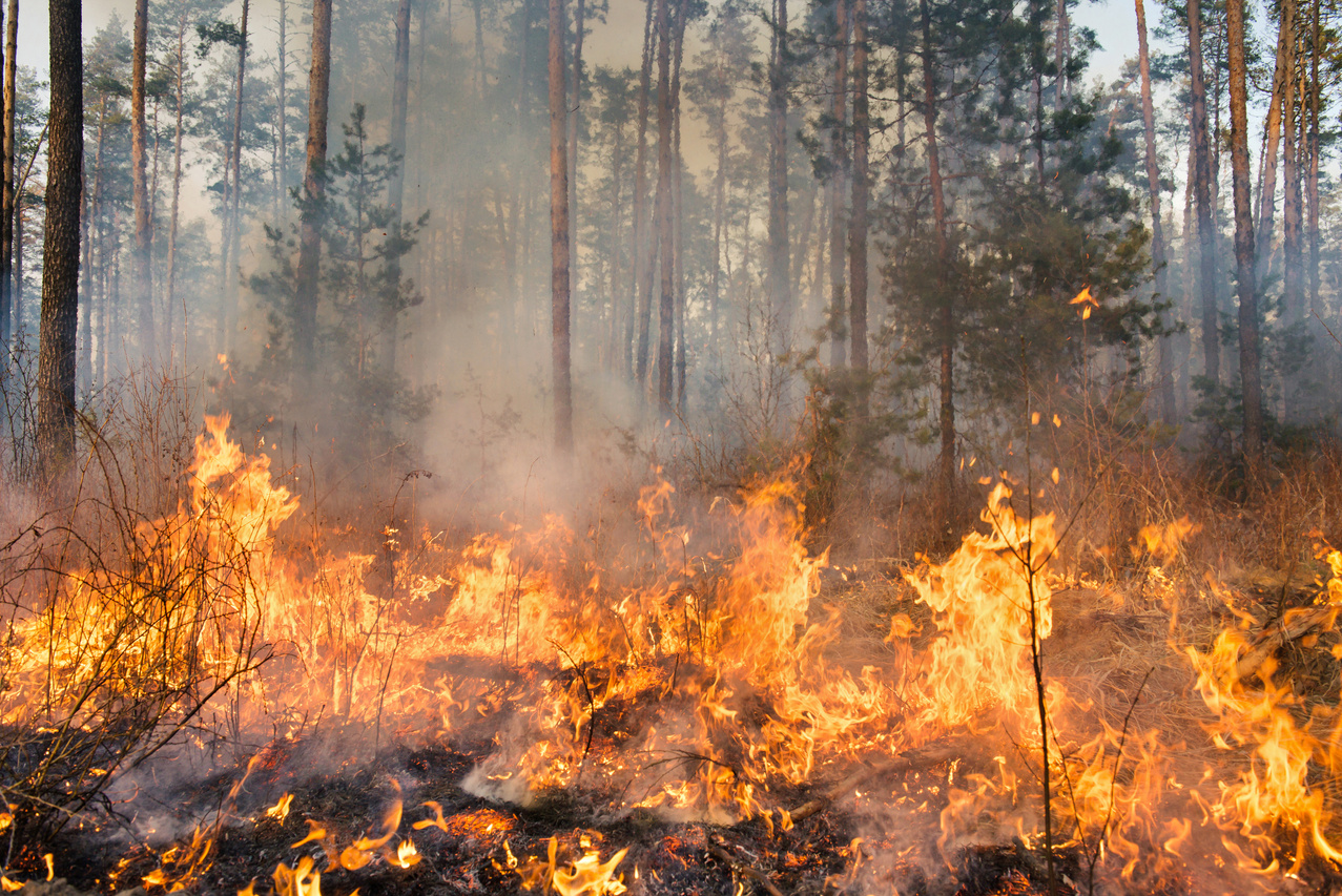 Forest Fire in Progress